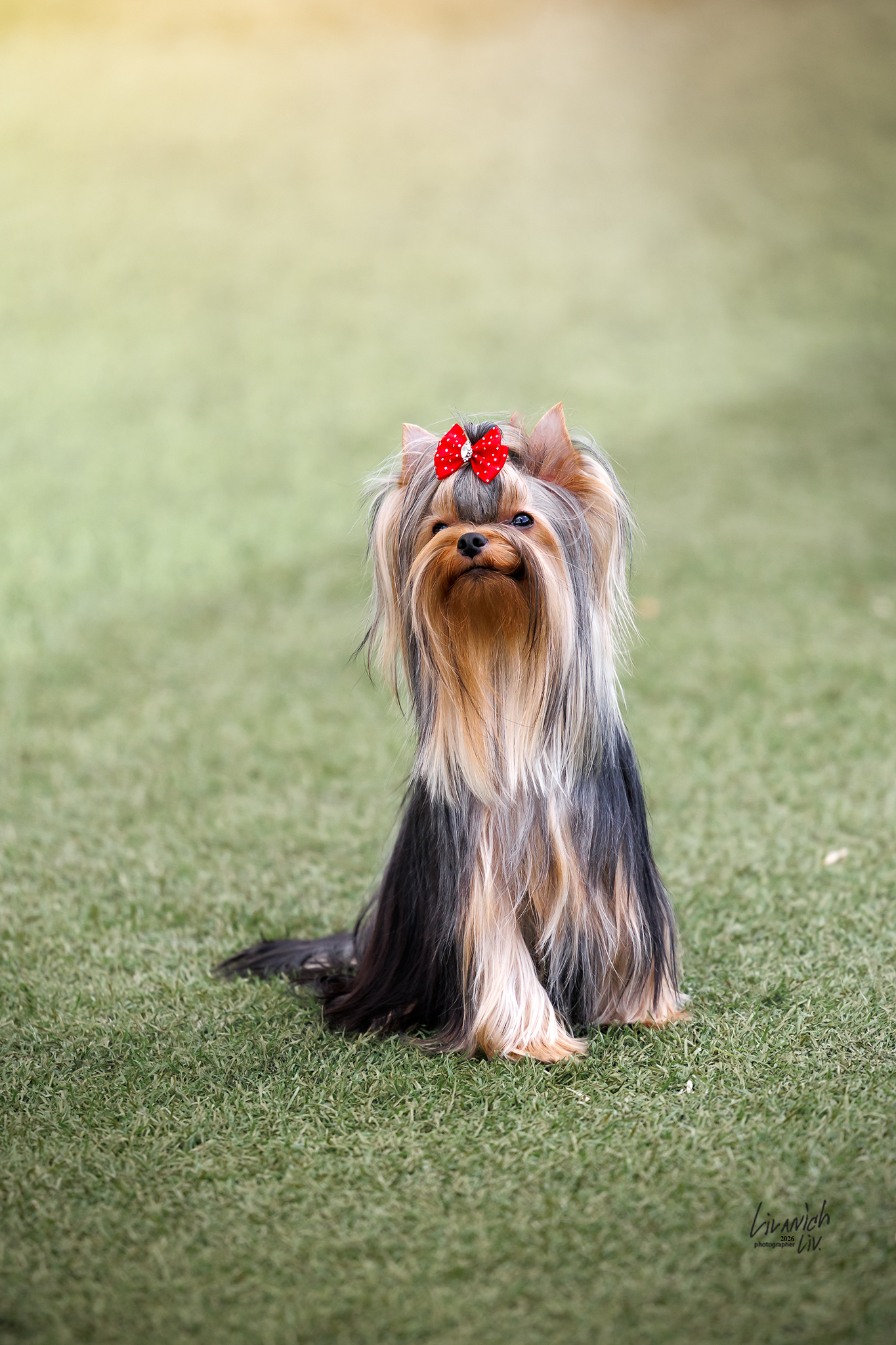 Video Star VIDEO STAR YAMMI &mdash; Labaza DogPedigree YorkshireTerrier